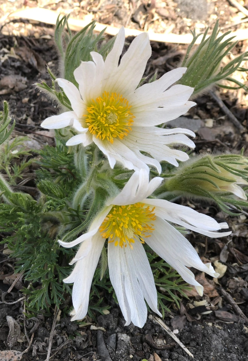 Белый рассечённый