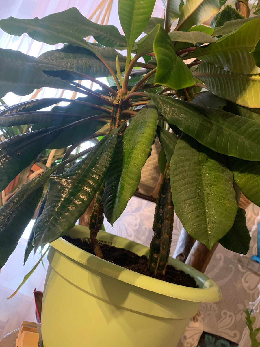 Молочай гребенчатый