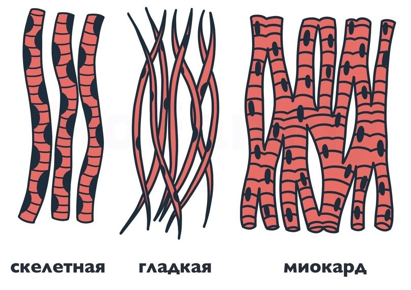 Назовите виды мышечной ткани изображенные на рисунке 3 напишите их названия