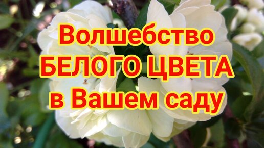 Волшебство БЕЛОГО ЦВЕТА в Вашем саду