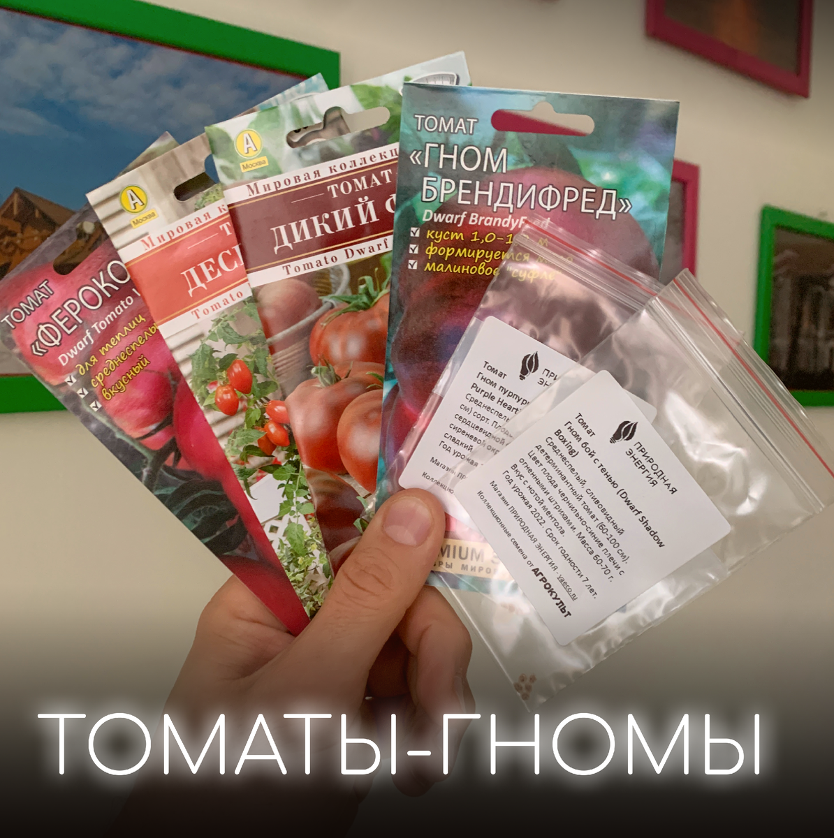 Семена томатов-гномов относящиеся к всемирному проекту Dwarf Tomato Project