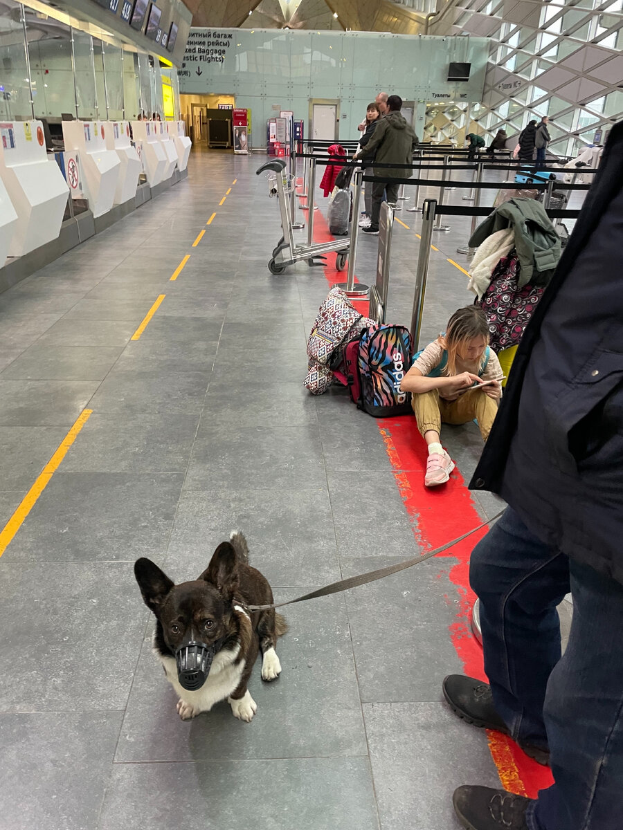 Ждём у стойки регистрации, Пулково