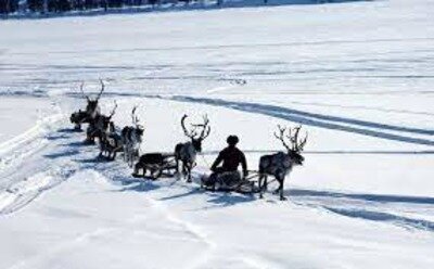 А олени все же лучше, только на Севере