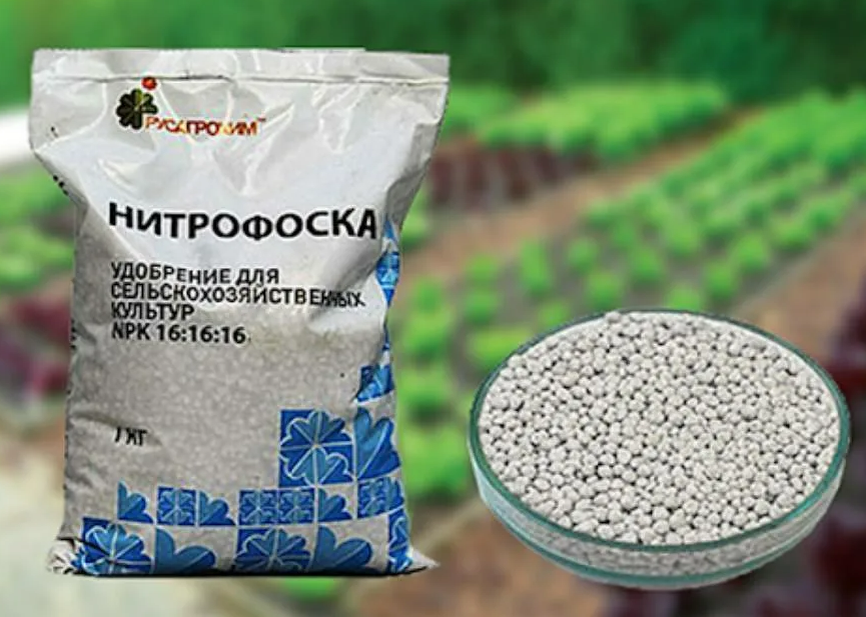 Фотография взята из источника sezon-dacha.ru