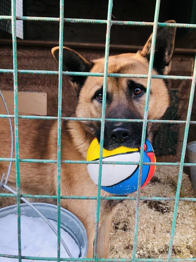 🆘Оскар, метис Американской акиты, ищет дом. Звоните Елизавета  8(916)0654321❗️❗️❗️🆘 | Приют для собак «Некрасовка» | Дзен