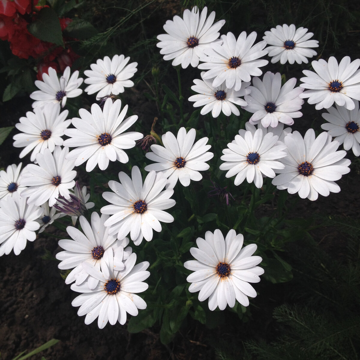 Остеоспермум "Небо и лед"