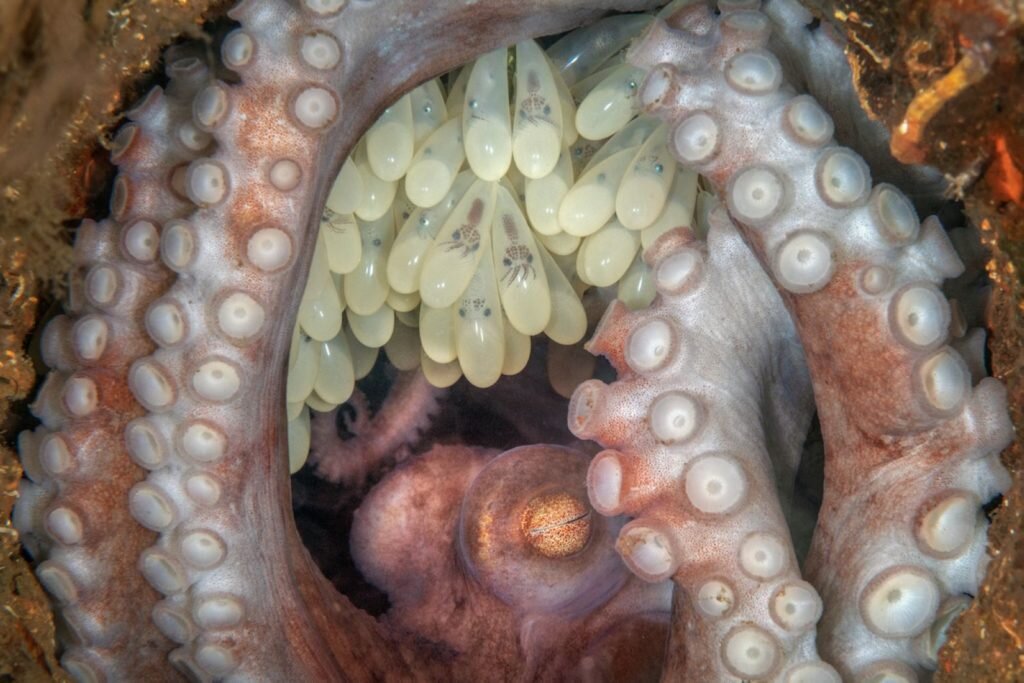     Фото: Underwater Photography Guide | Ocean Art Photo 2022