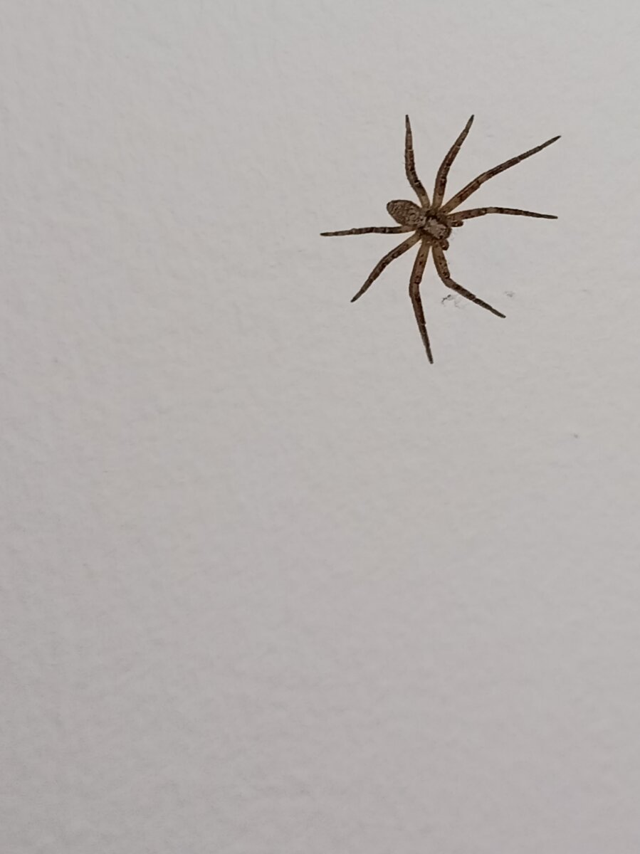 Пауки боятся света. Пауки боятся света