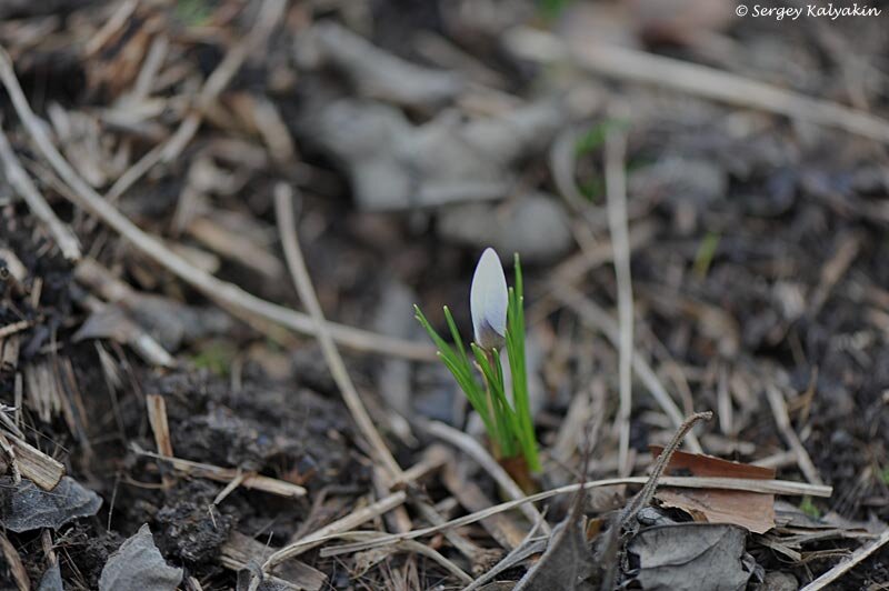 Крокус Blue Pearl