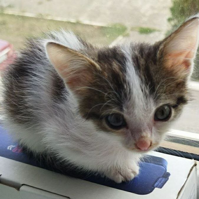 Искупали, накормили... Кайзер стал осваиваться на передержке. Фото автора