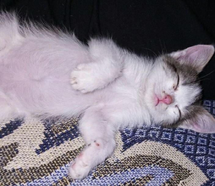 А это спящий Кайзер спустя месяц. Видно, что подрос, округлился, только все такой же безмятежный вид во сне. 