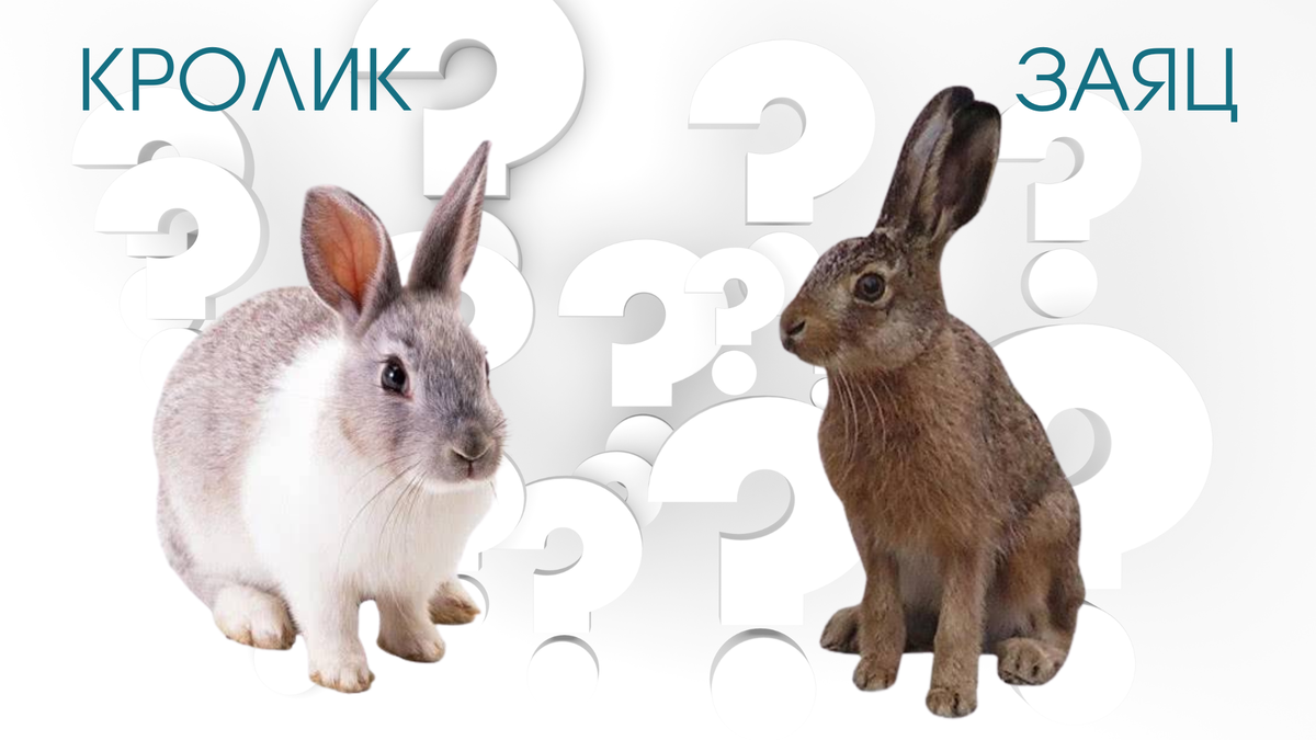 Заяц или Кролик?
