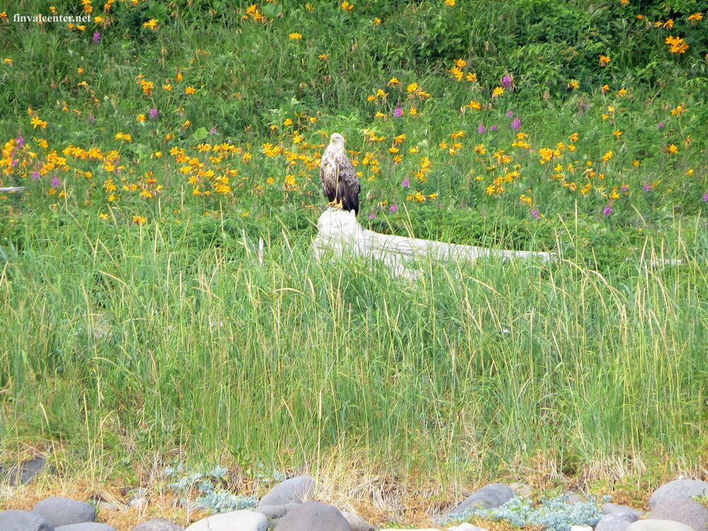 Кто же откажется от сочной лягушатинки?))