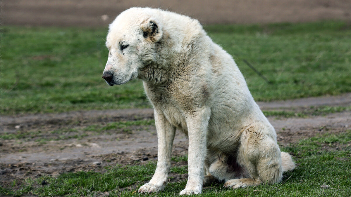 Автор фото: Latifi Latif