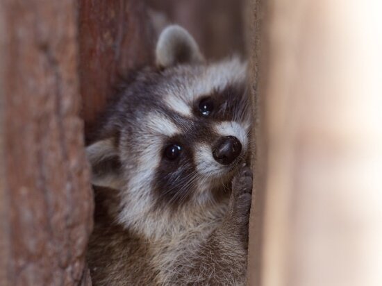     Фото: Барнаульский зоопарк