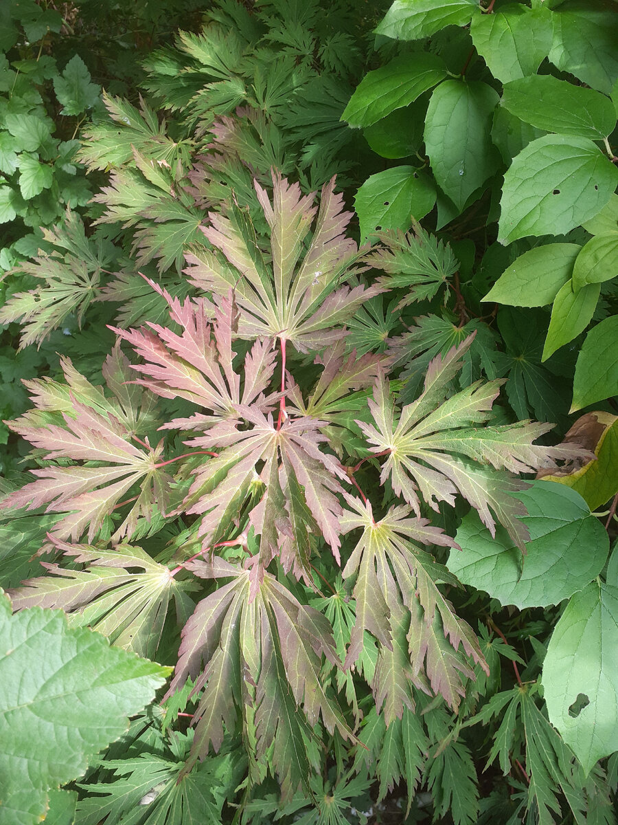 Японский клен Aconitifolium в моем саду