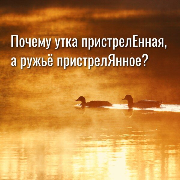 Почему утка пристрелЕнная, а ружьё пристрелЯнное? | Репетитор по ...