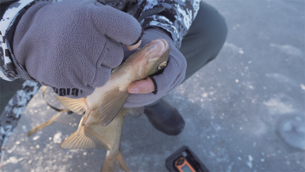 Фото с сайта: https://fisher.spb.ru