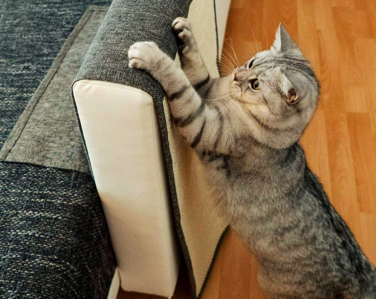 Кошка царапает мебель