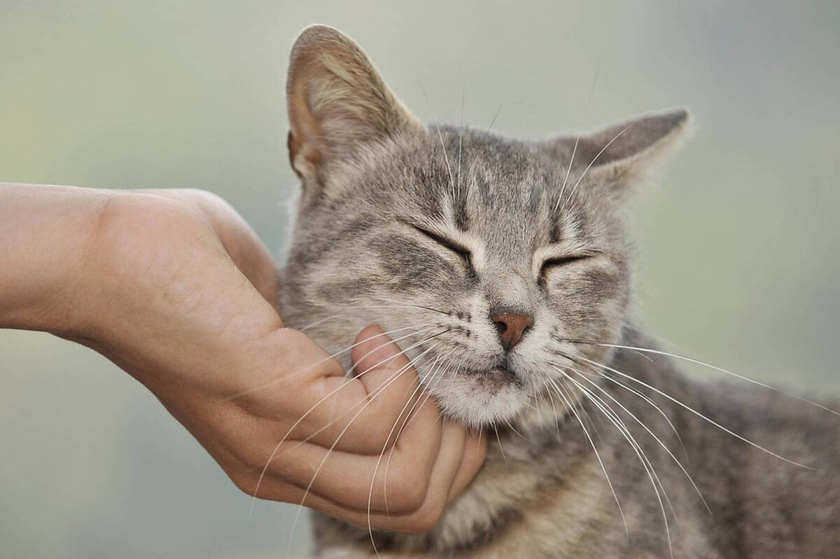 Территориальный инстинкт