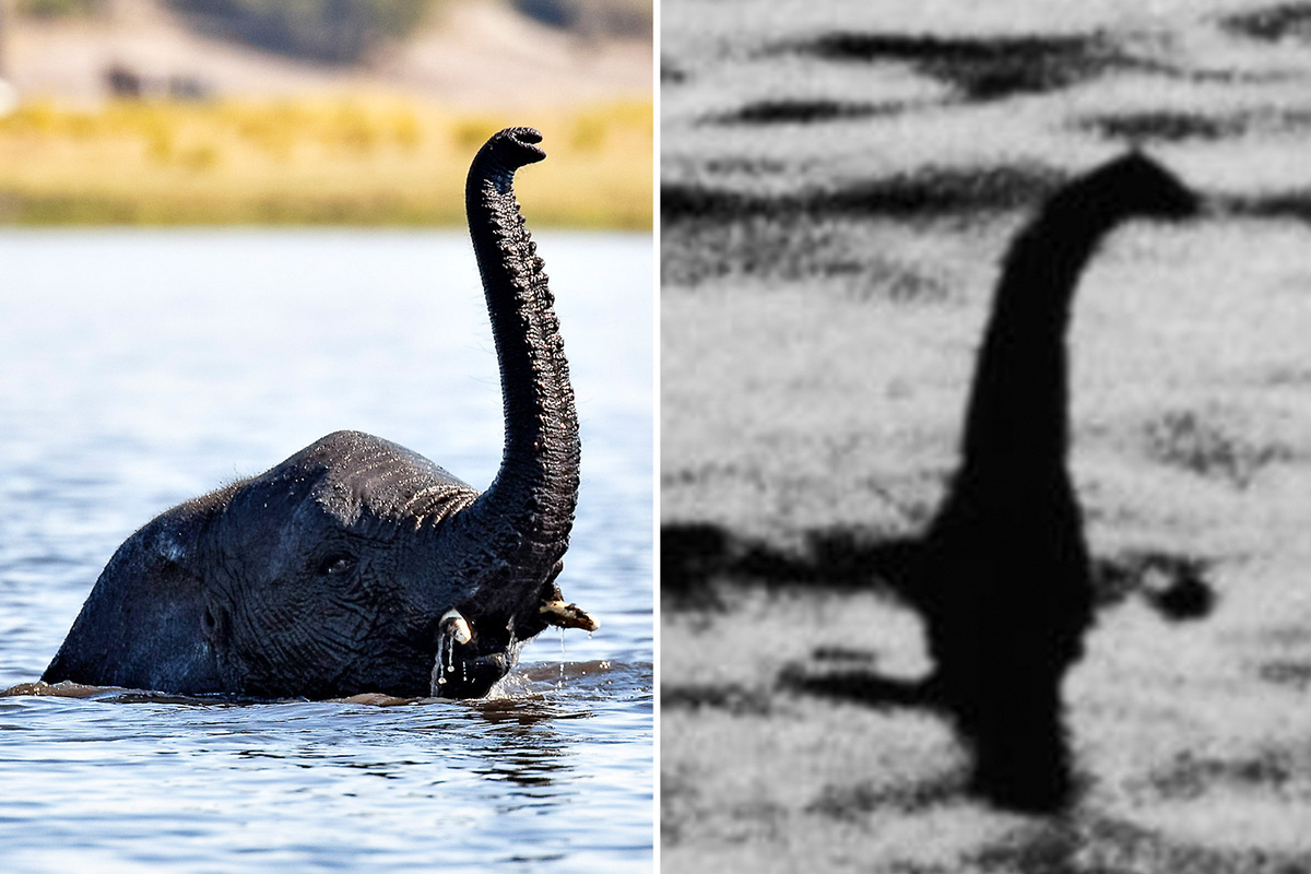 The loch ness monster has a. Лохнесское чудовище. Несси Лохнесское чудовище. Лохнесское чудовище в озере лох Несс. Лохнесское чудовище слон.