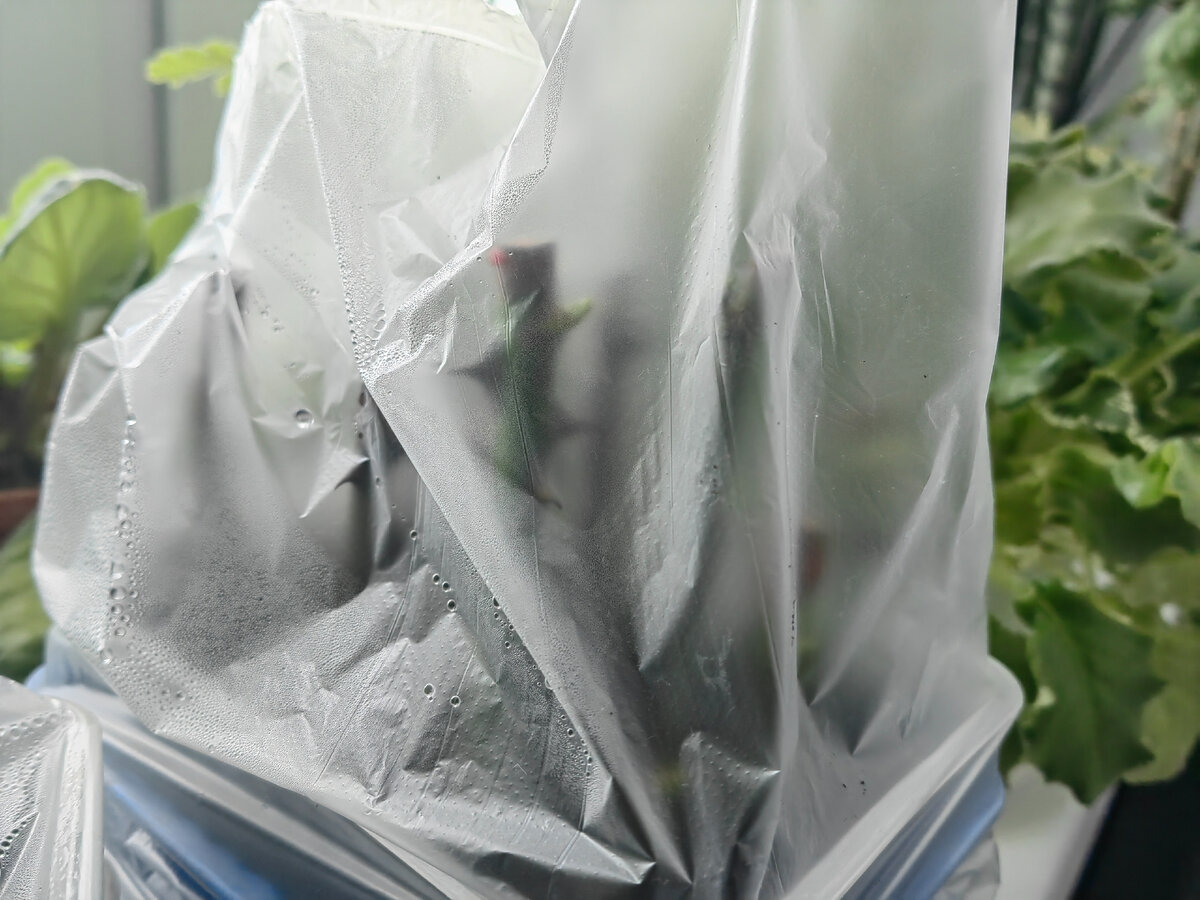 Укоренение роз дома по пленку