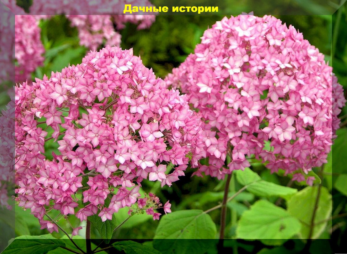 https://vk.com/photo-159774511_457258966. Белла Анна
