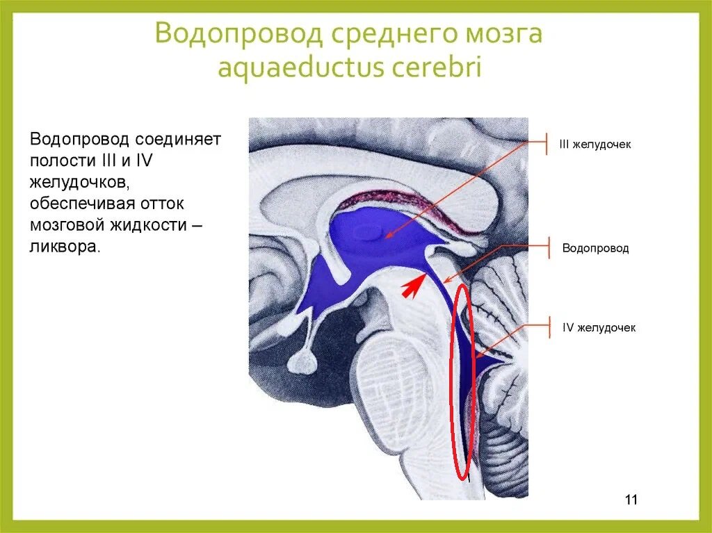 Средний мозг желудочек. СИЛЬВИЕВ водопровод 4 желудочек. СИЛЬВИЕВ водопровод – это полость среднего мозга. Головной мозг СИЛЬВИЕВ водопровод. Водопровод среднего мозга стенки.