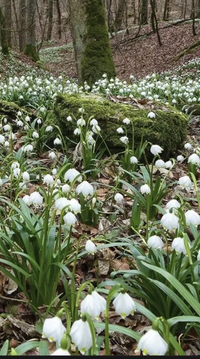 Фото из интернета 