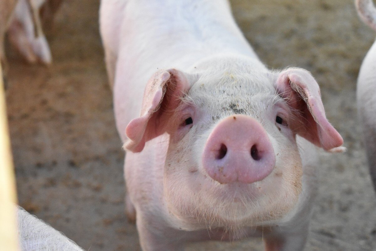 Лаборатория Агуса/Shutterstock