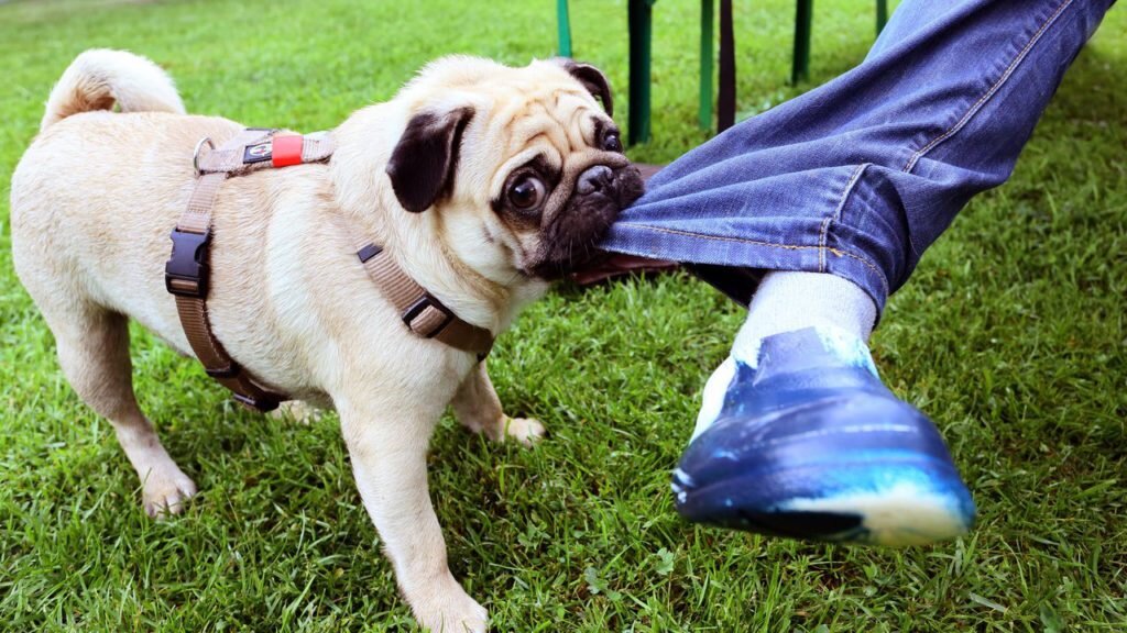 Картинка из интернета