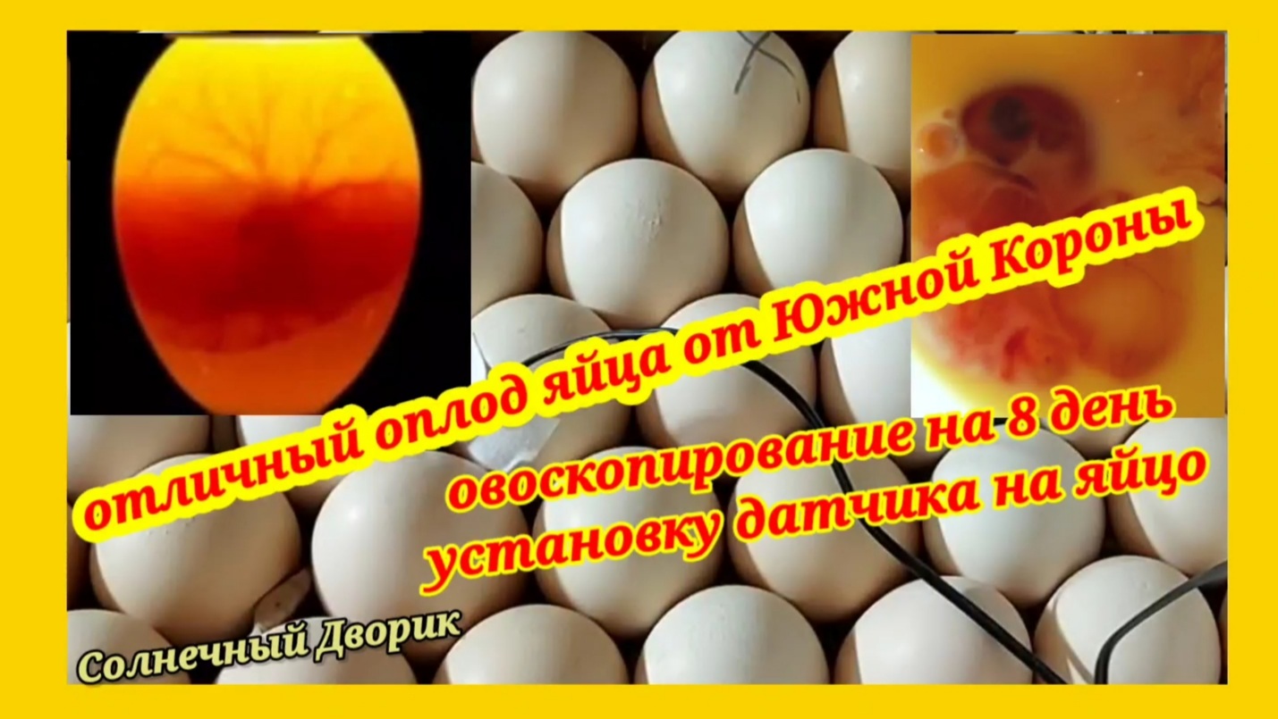 14 день инкубации куриных яиц овоскопирование