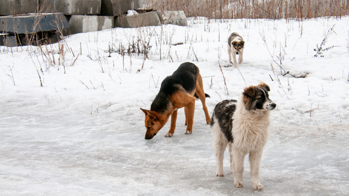 SVETLANA VOZMILOVA/GLOBAL LOOK PRESS 