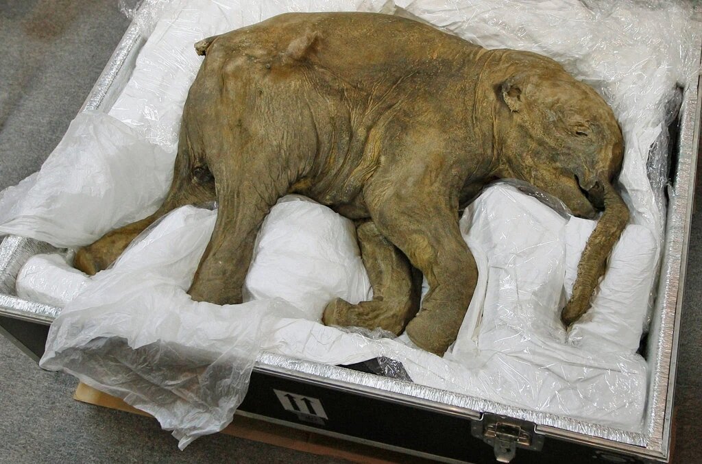 Мамонтёнок Люба