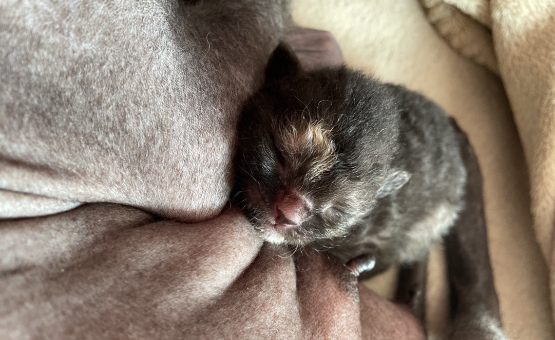 Малютка сфинкс