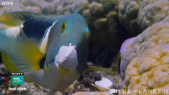Одна из рыб-бивней стала героиней документального фильма "Голубая планета 2". Ей дали имя Перси. 