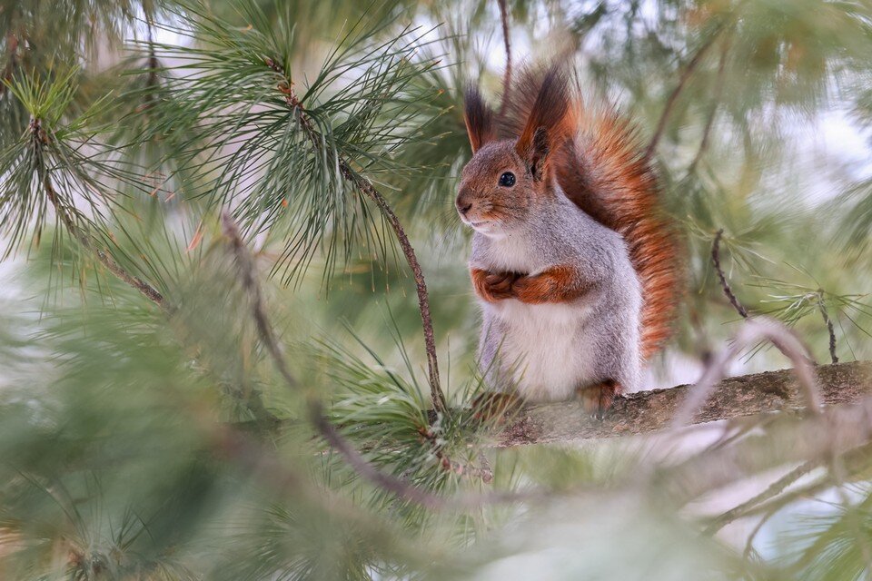   В Красноярске храбрая белка-мама остановила снос старого здания Мария ЛЕНЦ