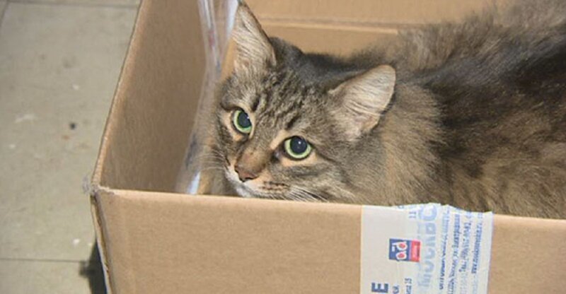 Кошка была всеобщей любимицей. Она жила в подъезде дома, и жильцы всячески заботились о ней. Часто можно было увидеть, как кошка мирно спит в коробке на первом этаже. Жительница дома Ирина Лаврова рассказывает, что этот случай произошел в январе 2015 года. В тот день было очень холодно. Кошка, которая обычно всех встречала с радостным мяуканьем, повела себя очень странно.

Она не выпрыгнула из коробки, чтобы поприветствовать Ирину, что для животного было крайне нехарактерно, и настойчиво мяукала. Женщина была удивлена таким поведением Маши и решила проверить, что случилось. Заглянув в коробку, жительница дома была шокирована увиденным. В коробке лежал маленький ребенок, а кошка согревала его своим теплым мехом.

Ребенку было не больше трех месяцев. Малыша срочно доставили в больницу и обеспечили всем необходимым. Жители говорят, что в этот день было очень холодно, и если бы не кошка Маша, ребенок бы умер от переохлаждения.

Но на этом беспокойство животного о маленьком человеке не закончилось: когда приехала машина скорой помощи, кошка пыталась запрыгнуть в нее, чтобы и дальше согревать малыша. За героический поступок благодарные жильцы наградили Машу кошачьими лакомствами и морем ласки.