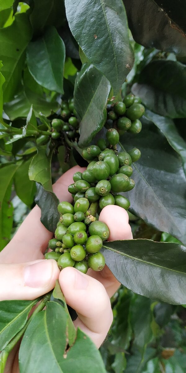 Кофе на плантациях