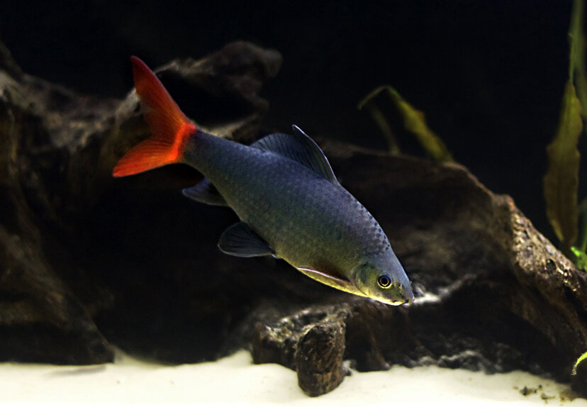 Двухцветный лабео.