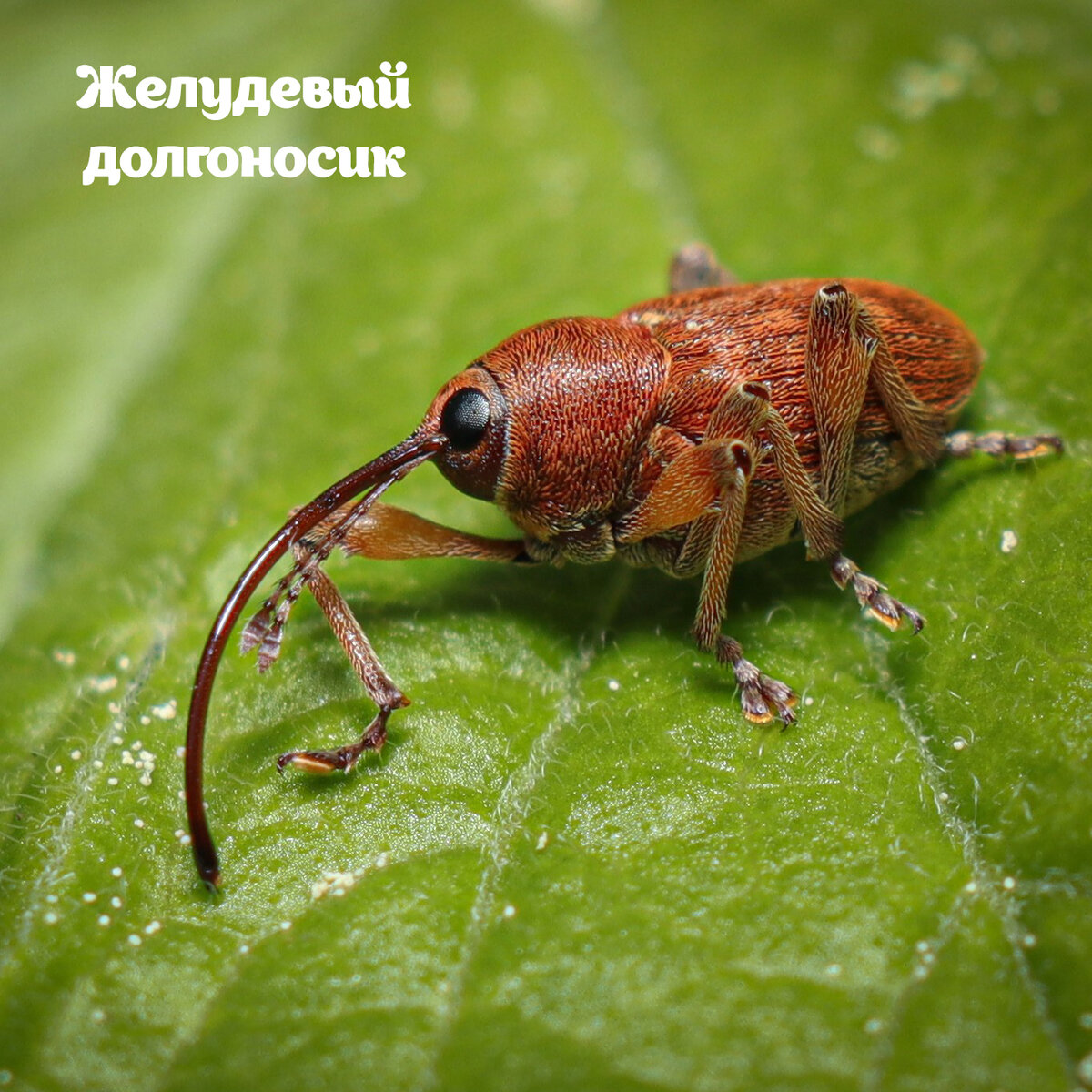 Долгоносик и большеголовка: на природных территориях Москвы обитают  удивительные насекомые | Природа Москвы | Дзен