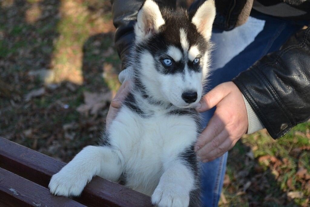 Щенок Сибирской Хаски 2 месяца