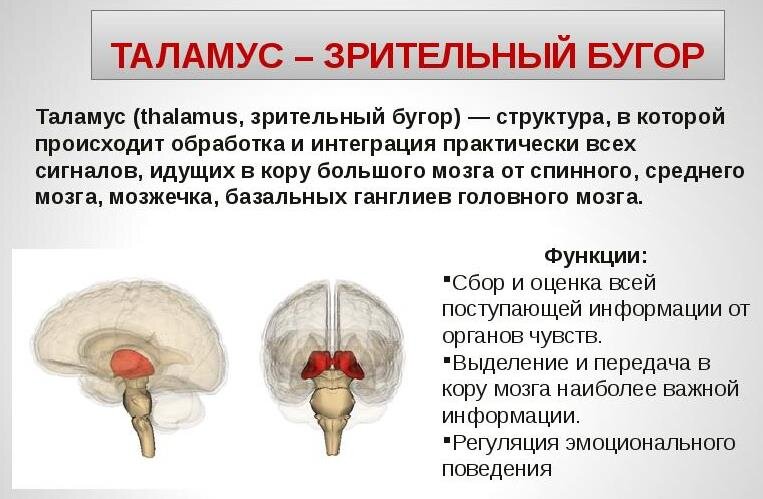 Thalamencephalon анатомия.