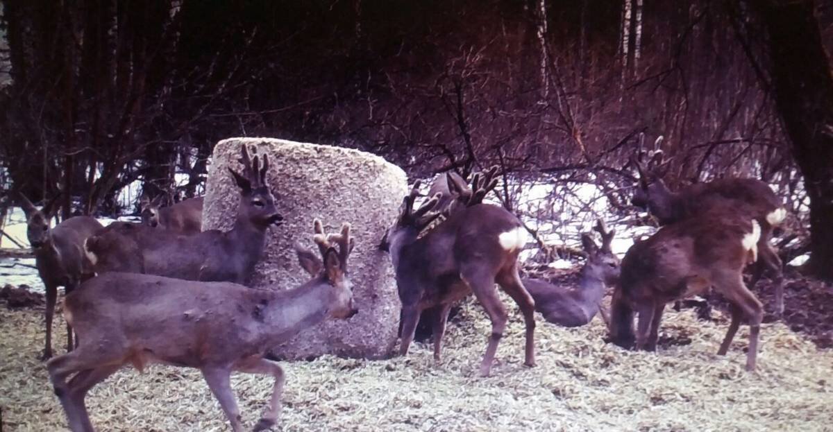 Представление о качестве популяции в целом базируется на наблюдениях и снимках камеры на кормушке