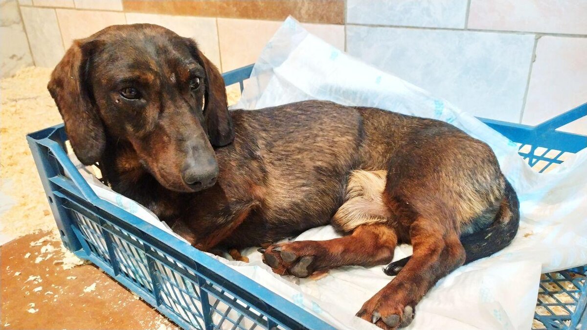 Фото взято https://vk.com/dogvernost. Таким Гарика к нам привезли. В глазах одна боль и вселенская печаль.