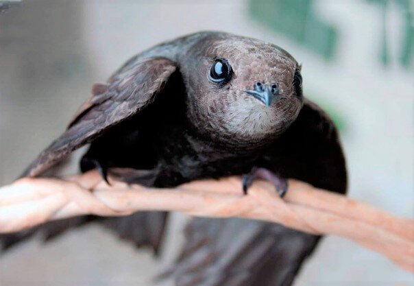 Открытый источник: Google