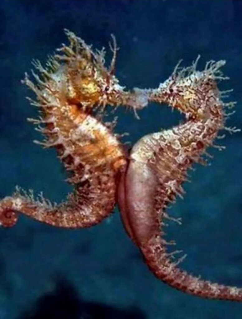 Танец морских коньков