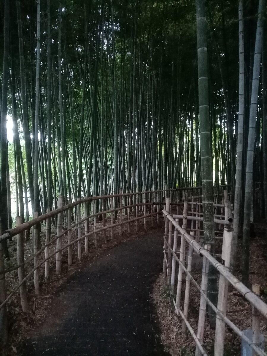 Бамбуковая аллея в парке.