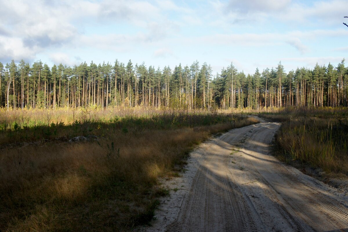 Лесная дорога