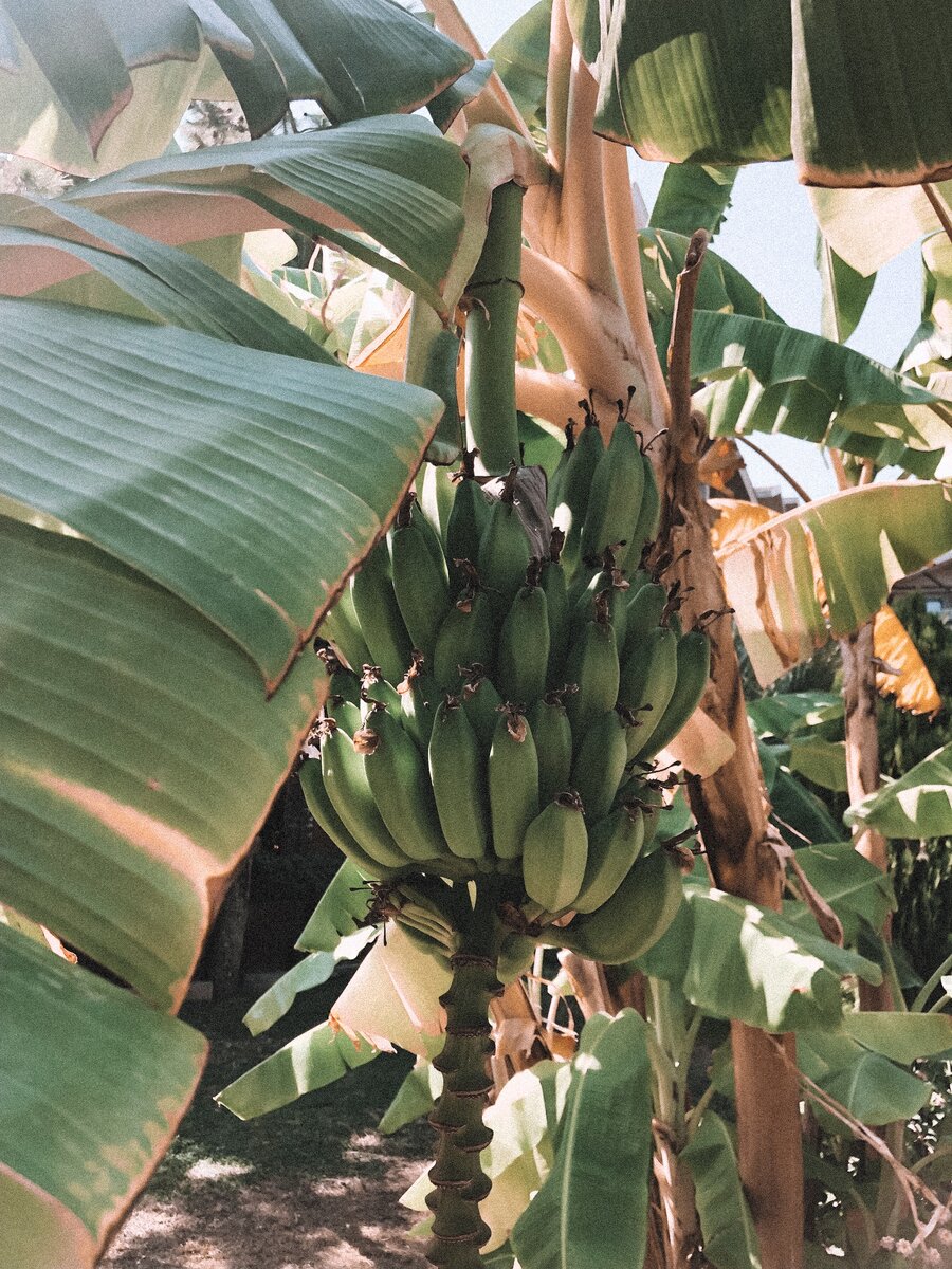 А вы любите бананы?🍌